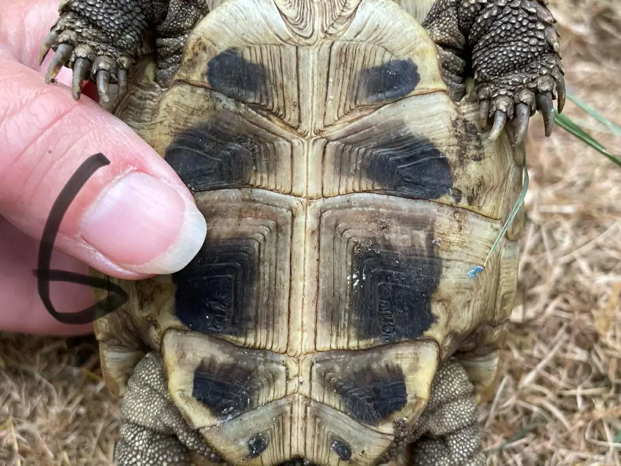 Billede 10 - Skildpadder, Græske landskildpadder 7-9 år