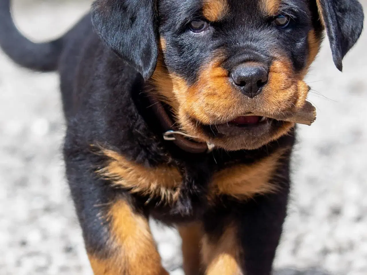 Billede 2 - Søde Hundehvalpe klar til at flytte!