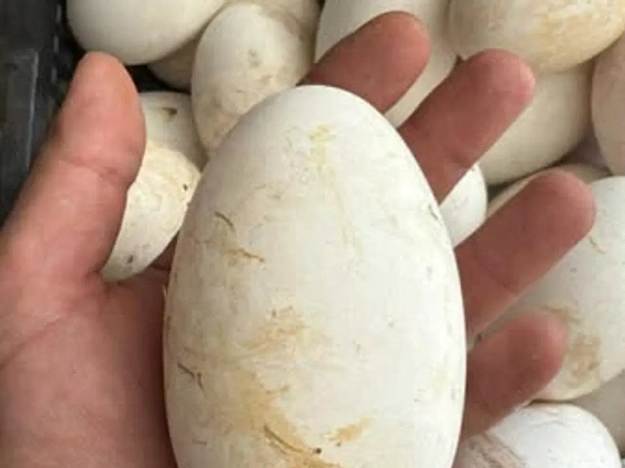 Billede 1 - Et gåseæg til salg i 6818