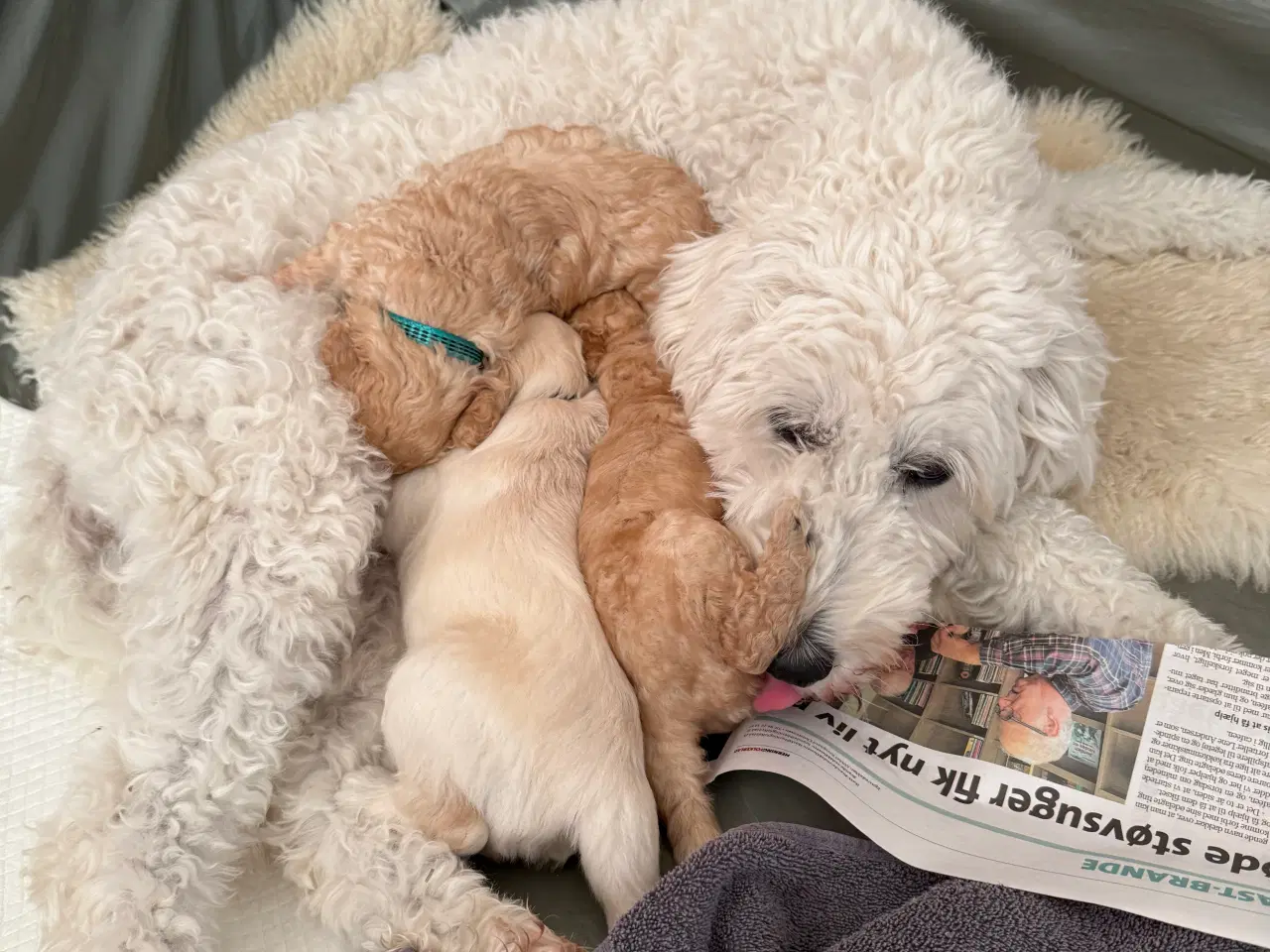 Billede 7 - Goldendoodle hvalpe sælges 