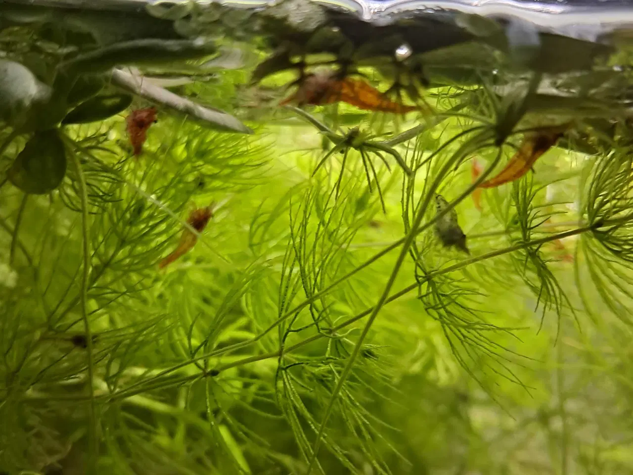 Billede 3 - Akvarie rejer søger nyt vand