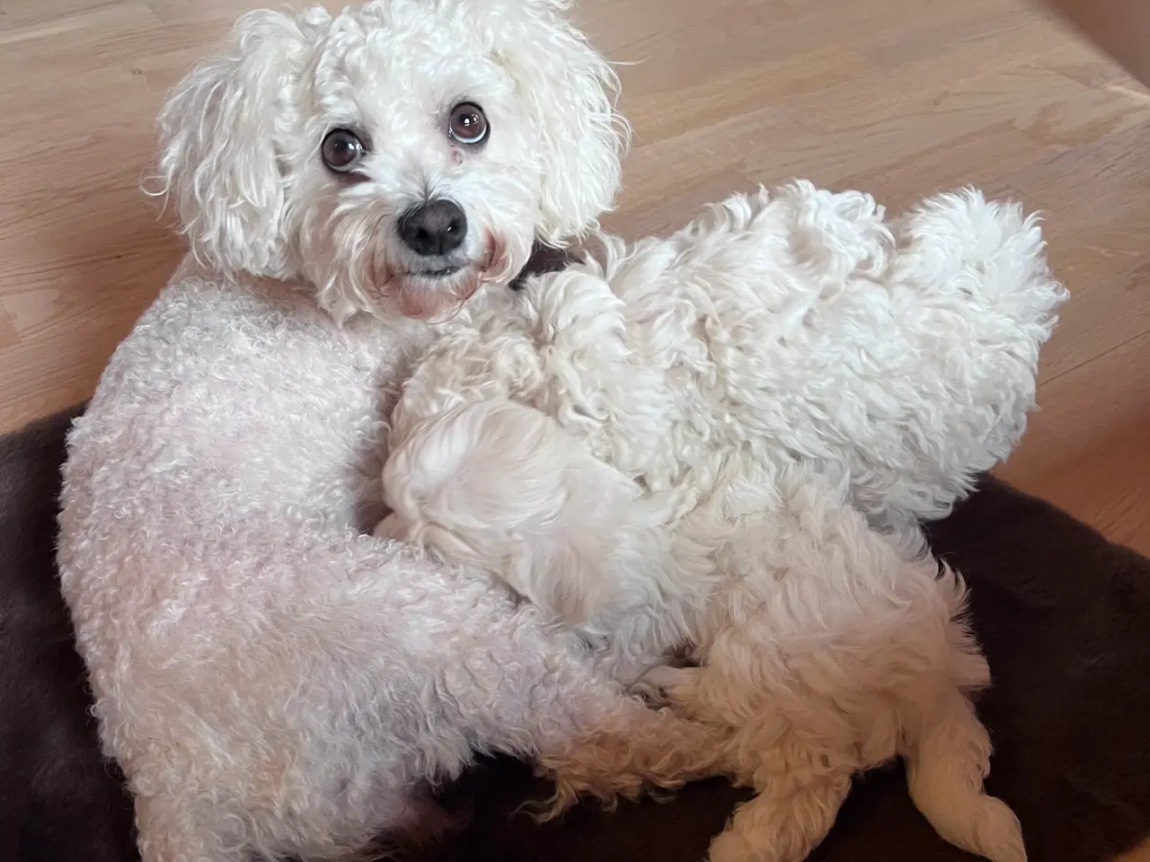 Billede 9 - Havachon hvalpe 🐶