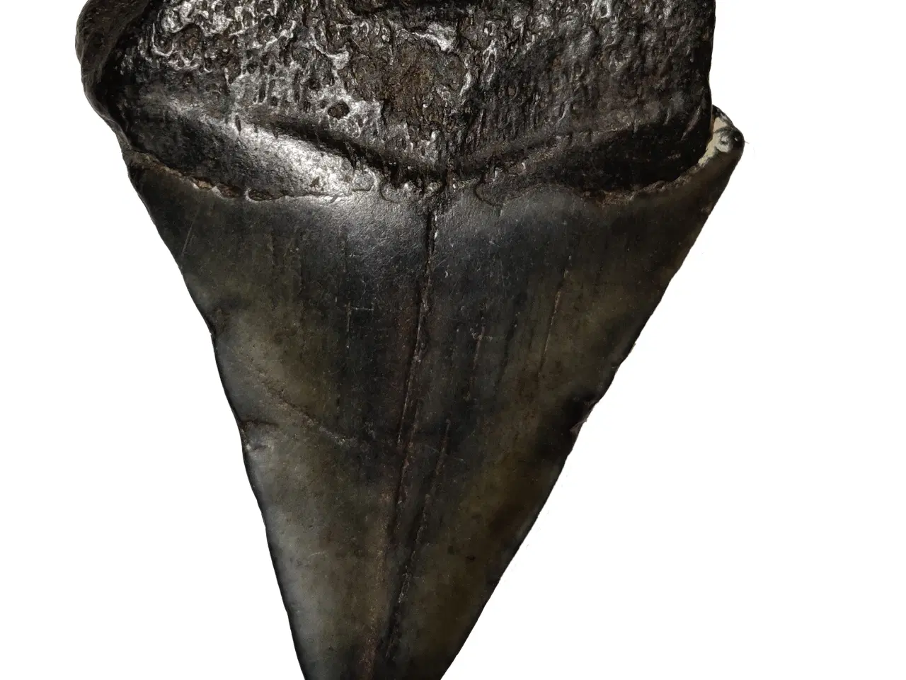Billede 2 - Megalodon tand 4,5 cm
