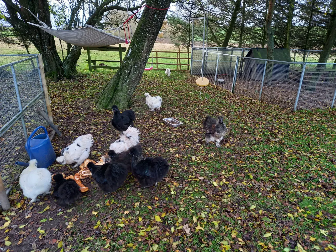 Billede 2 - Silkehaner i stor race 