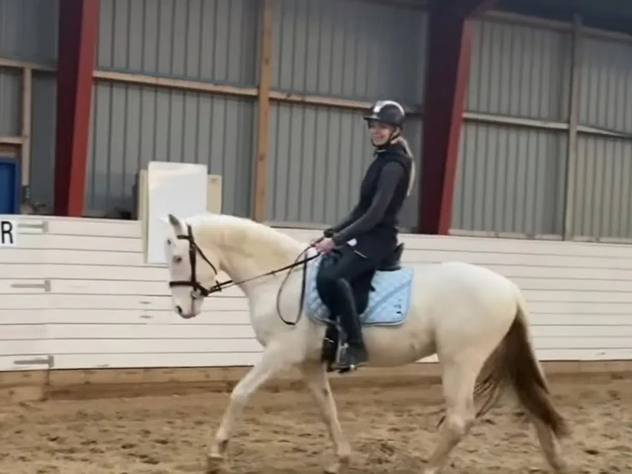 Billede 4 - Charmerende og tillidsfuld vallak søger nyt hjem.