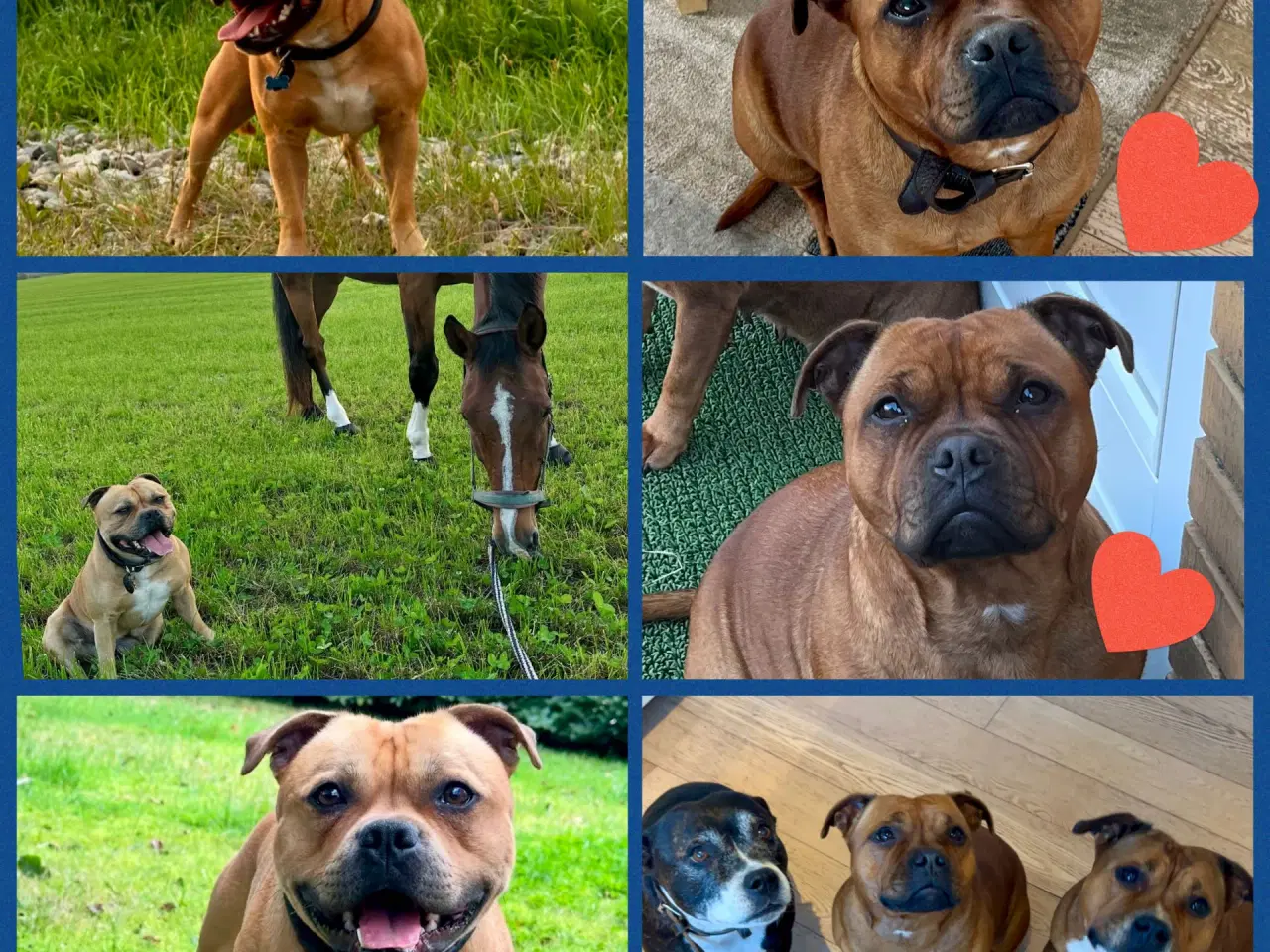 Billede 1 - Staffordshire Bull Terrier hvalpe ventes❤️