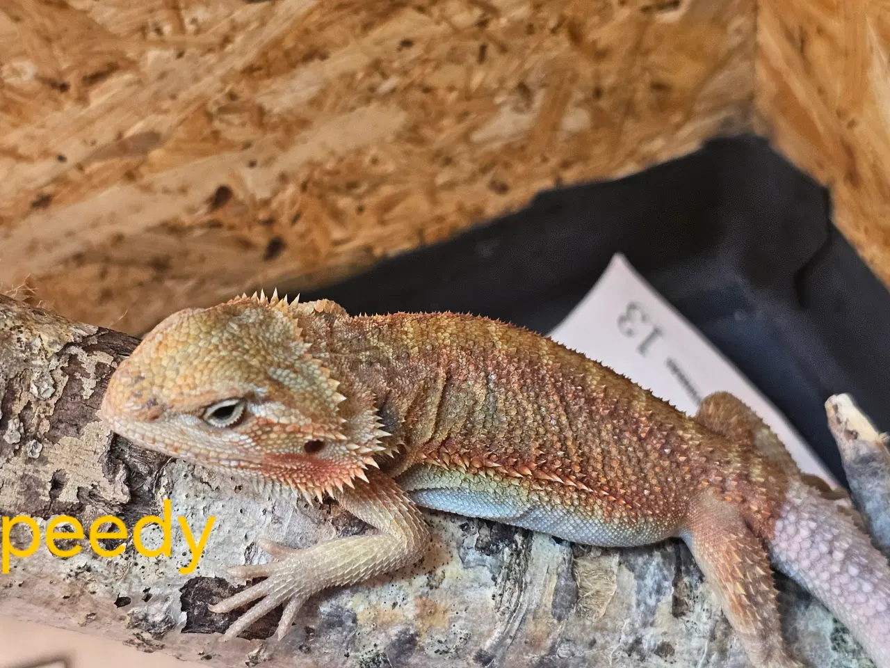 Billede 10 - Skægagame unger med rabat ( : Bud modtages 😊