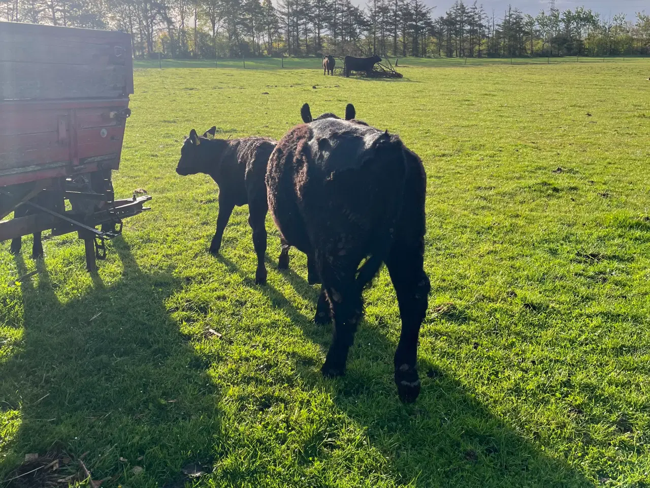 Billede 3 - Angus solgt