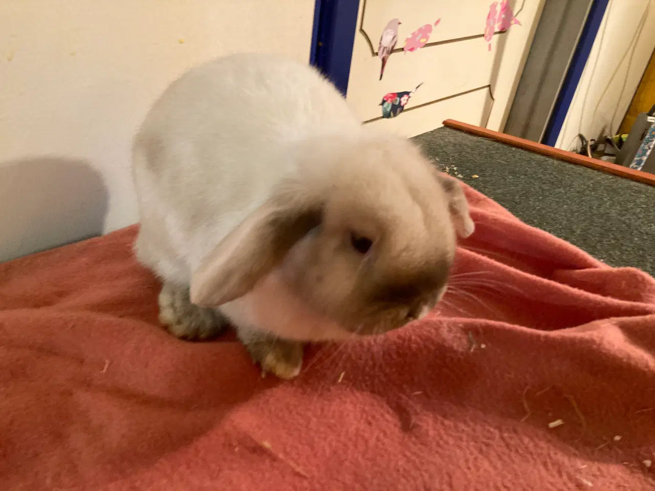 Billede 2 - Minilop Hun kanin søger nyt hjem
