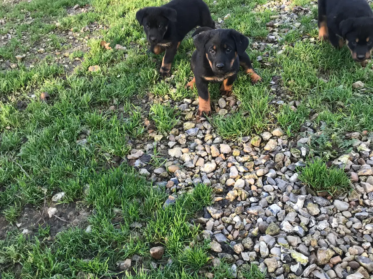 Billede 3 - Rottweiler/schæfer hvalpe
