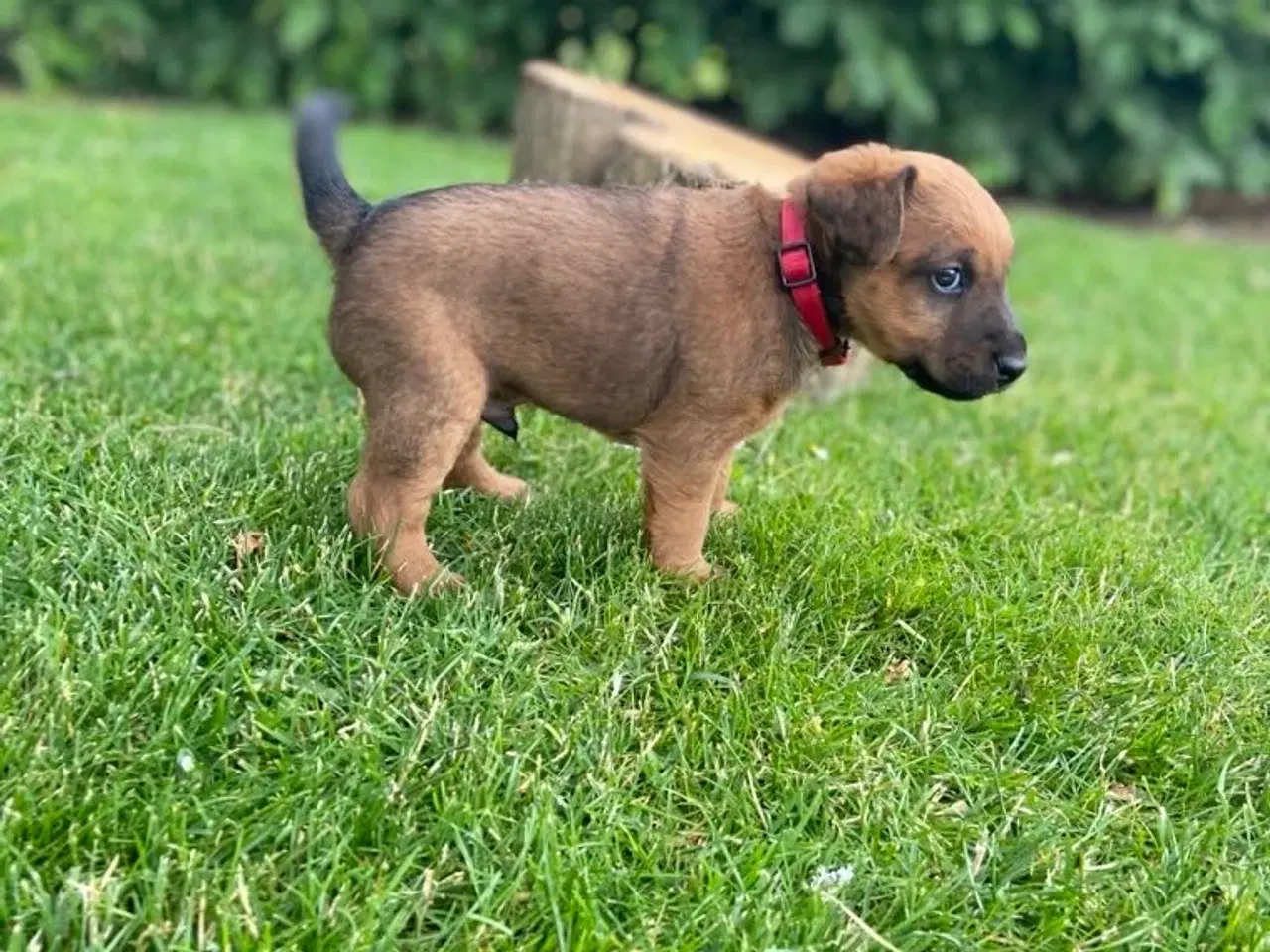 Billede 9 - Westfalen terrier kryds. 