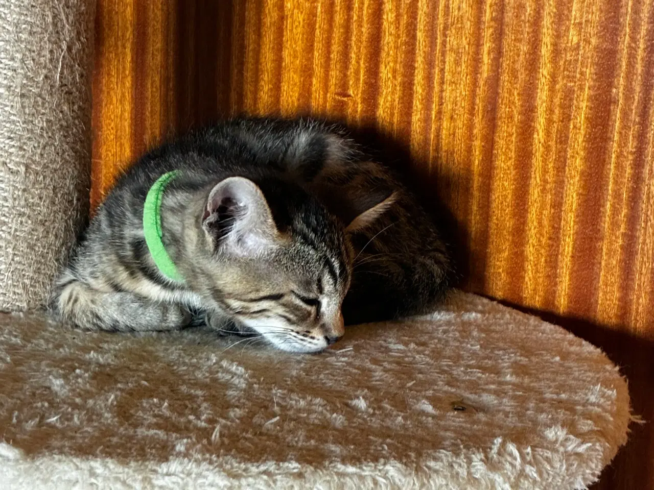 Billede 8 - Bengal blandingskilling