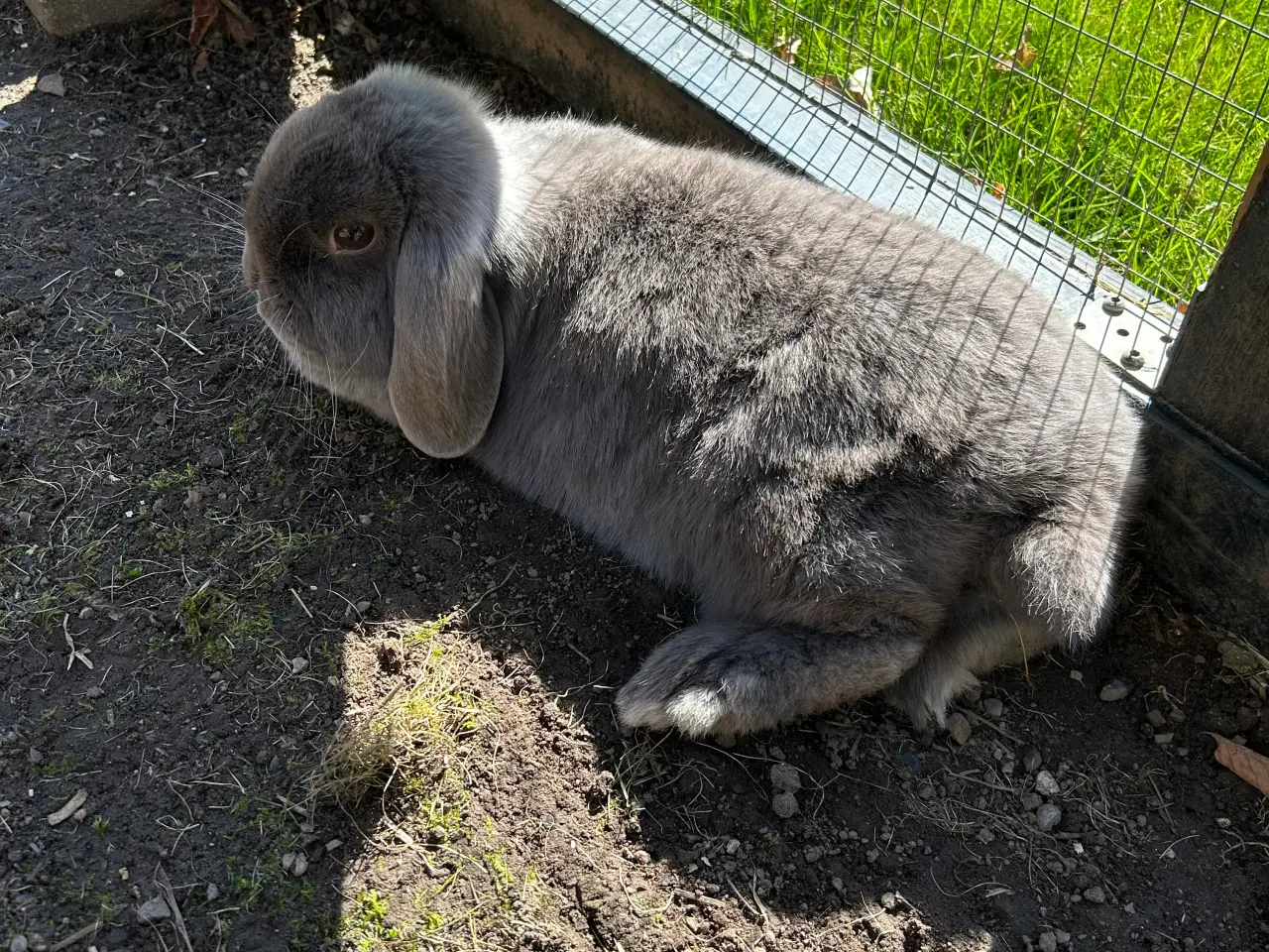 Billede 5 - 2 søde mini lop kaniner (søstre)
