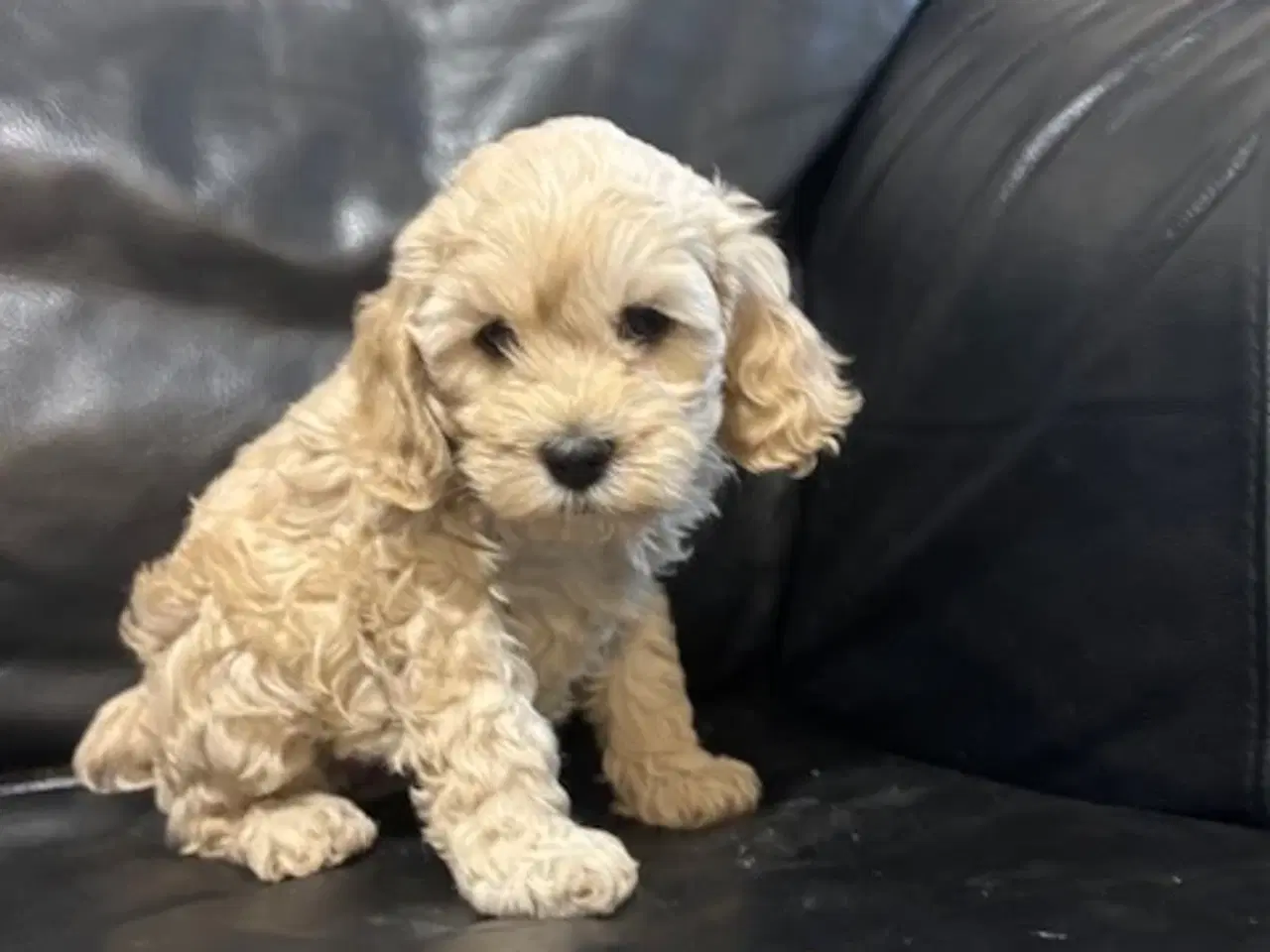 Billede 4 - Cockapoo   Hvalpe