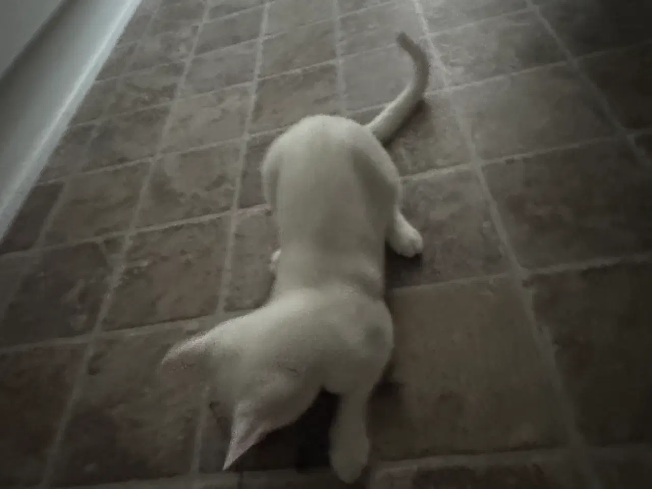 Billede 8 - Søge nyt og trygge hjem