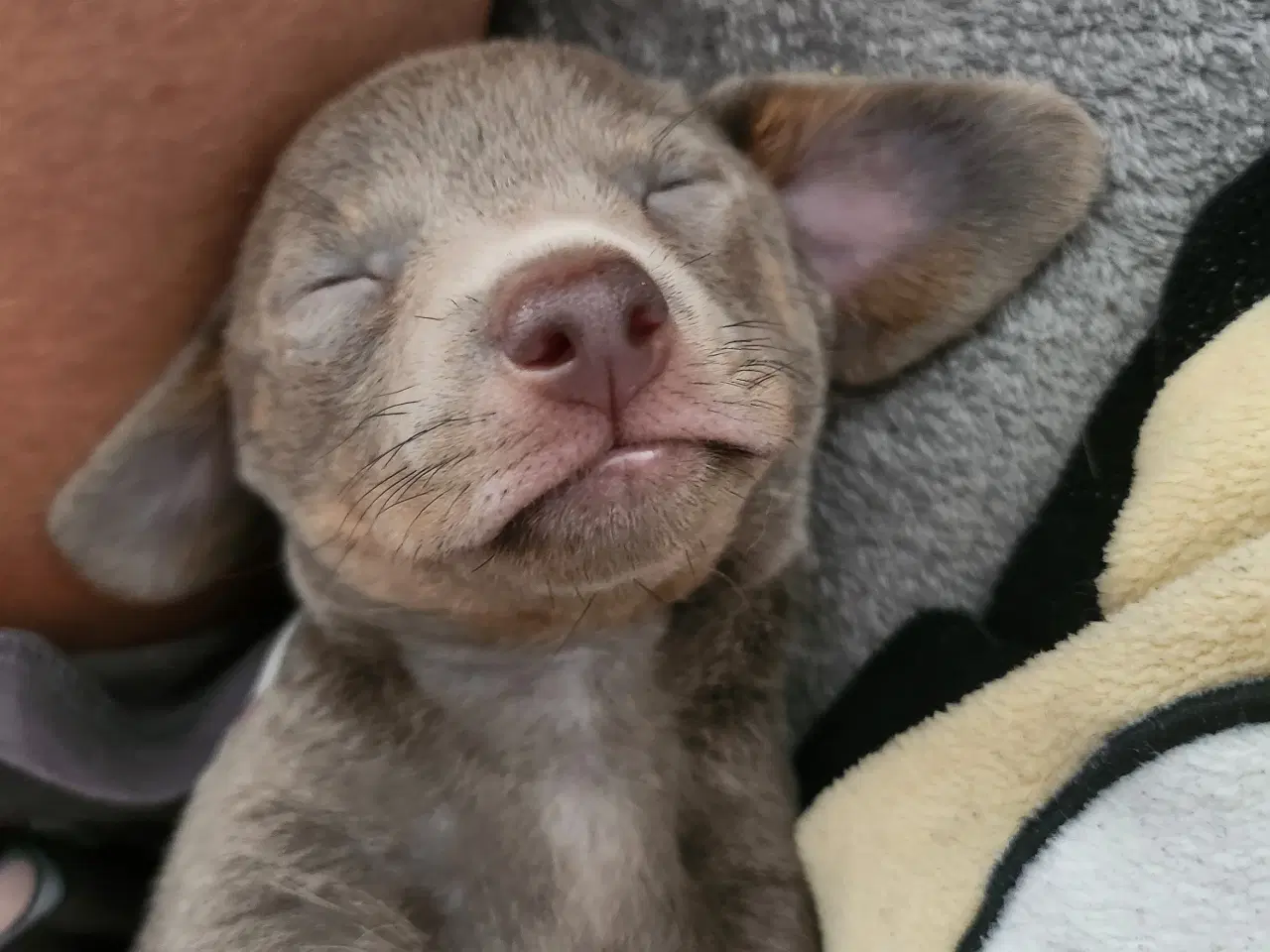 Billede 8 - Chiweenie hvalpe til salg – Chihuahua x gravehound