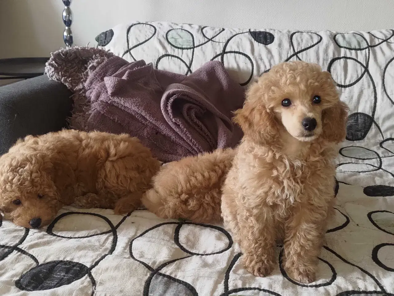 Billede 4 - Fawn krøltoppe puddelhvalpe 
