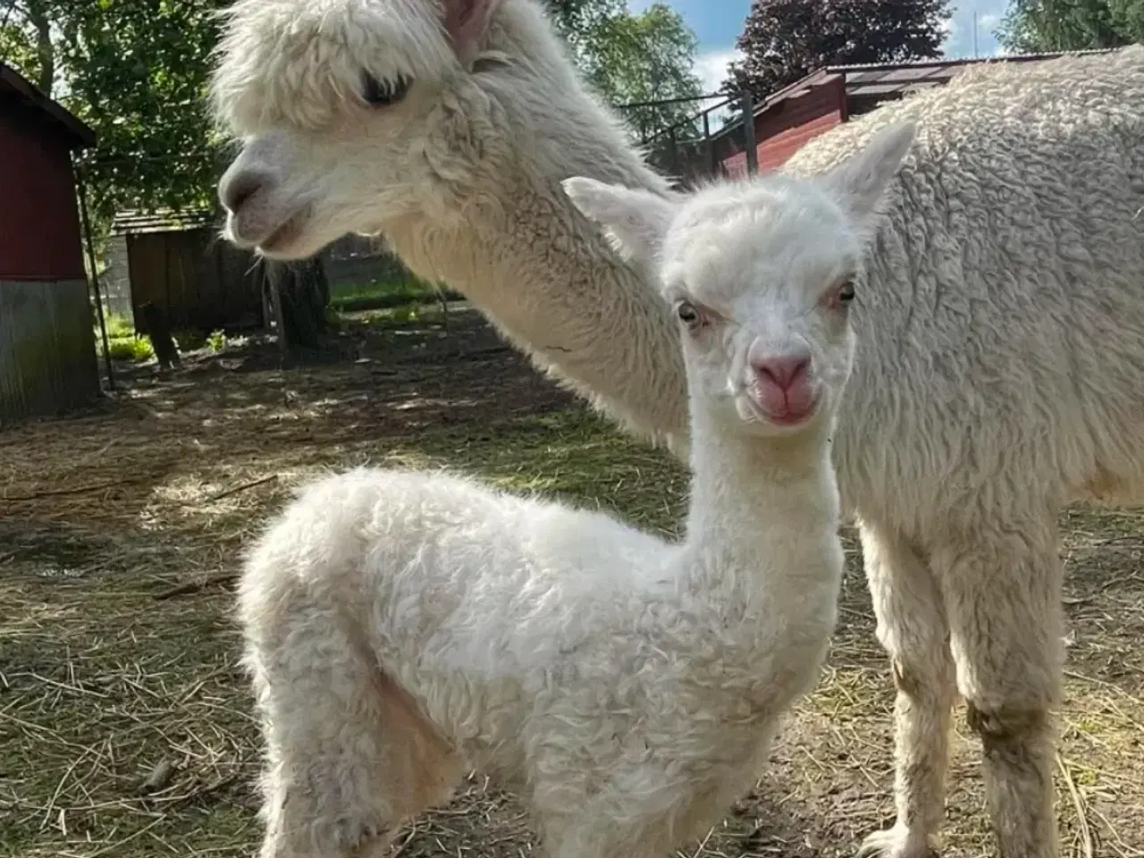 Billede 4 - Alpaca hingst