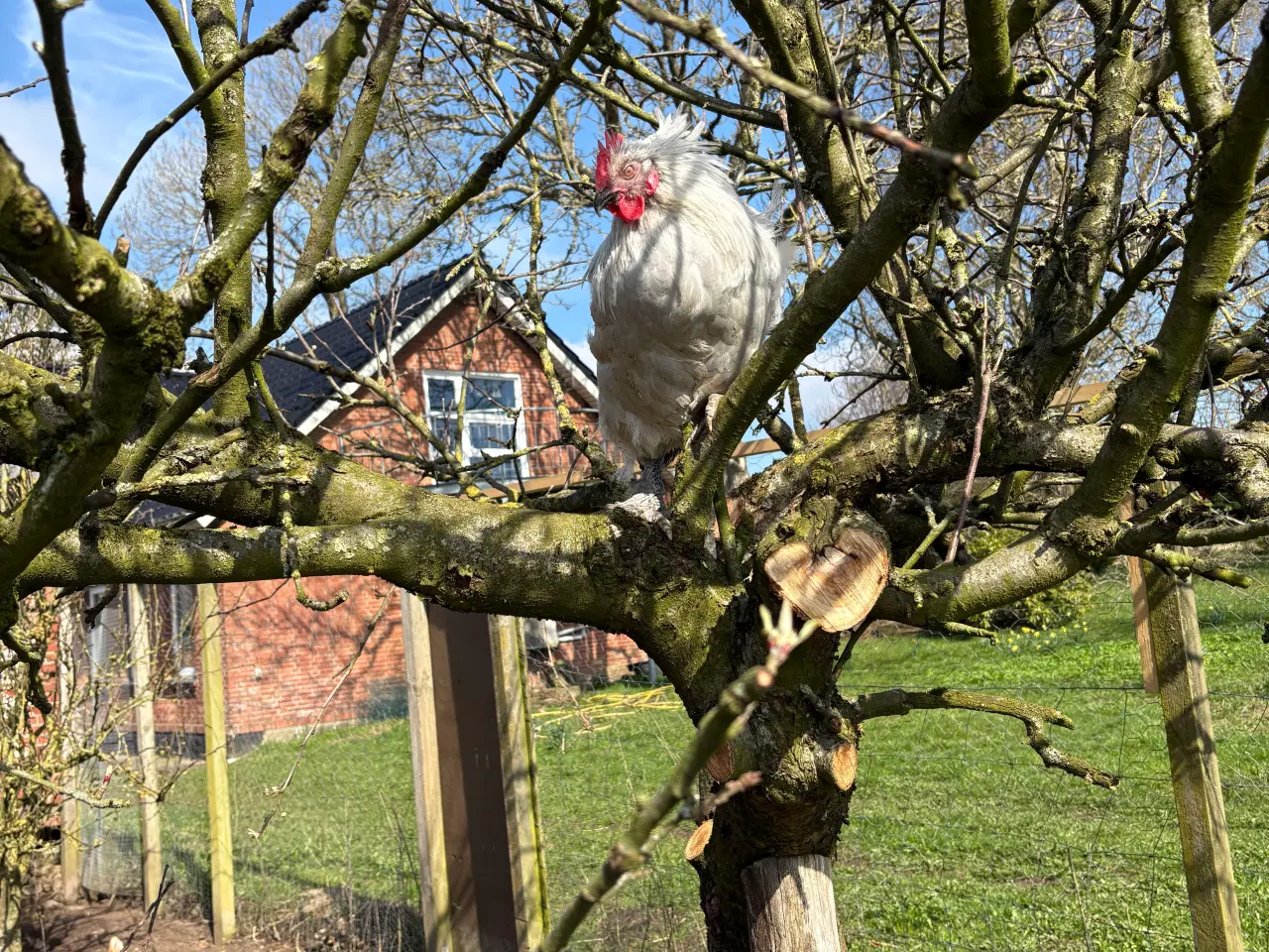 Billede 2 - Perlegrå maran hane 