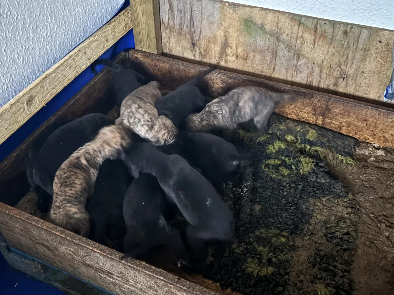 Billede 3 - Grand Danois hvalpe 