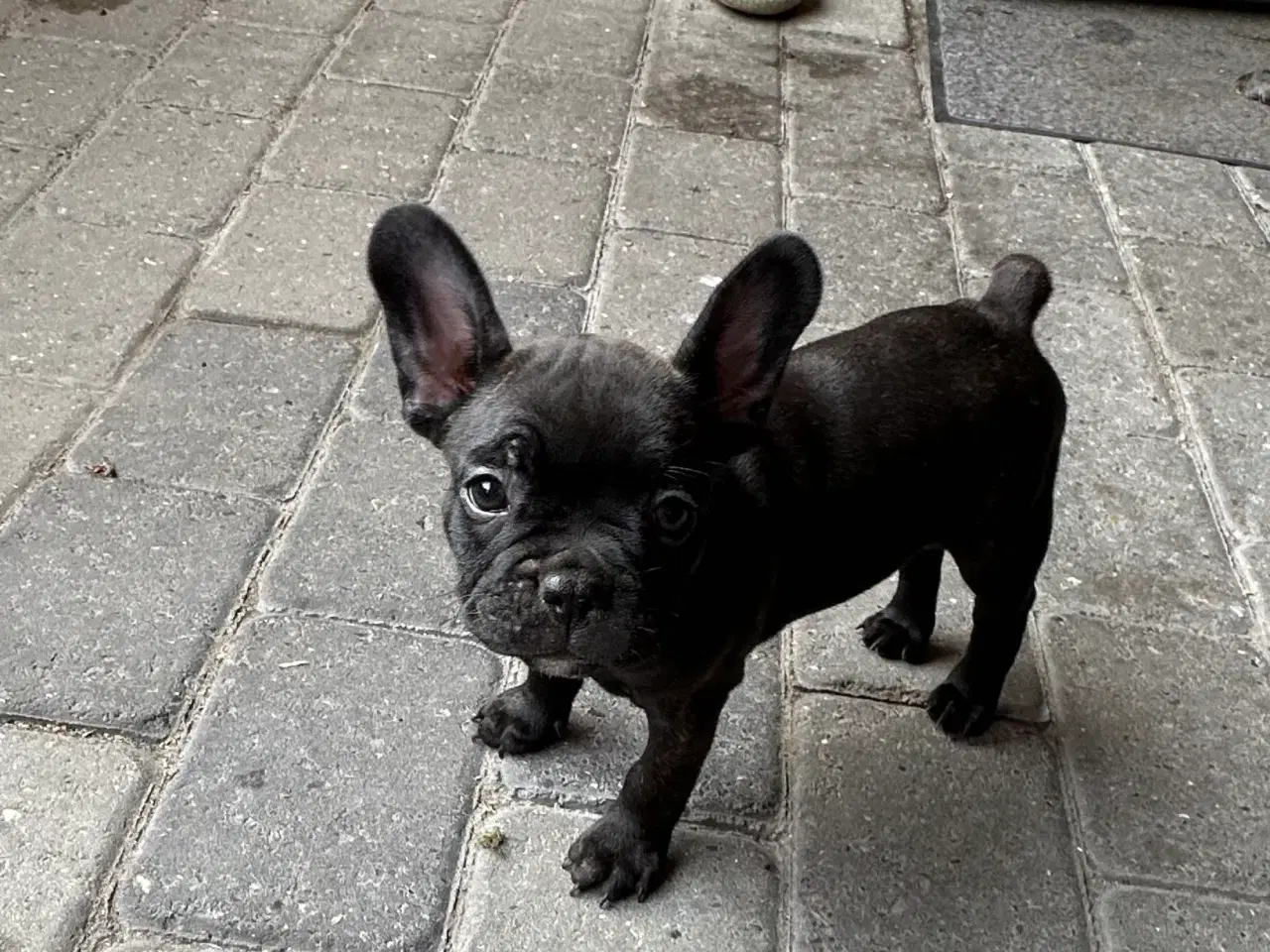Billede 2 - Fransk bulldog hvalp