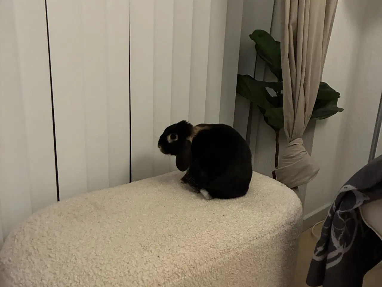 Billede 3 - Max søger nyt og kærligt hjem 