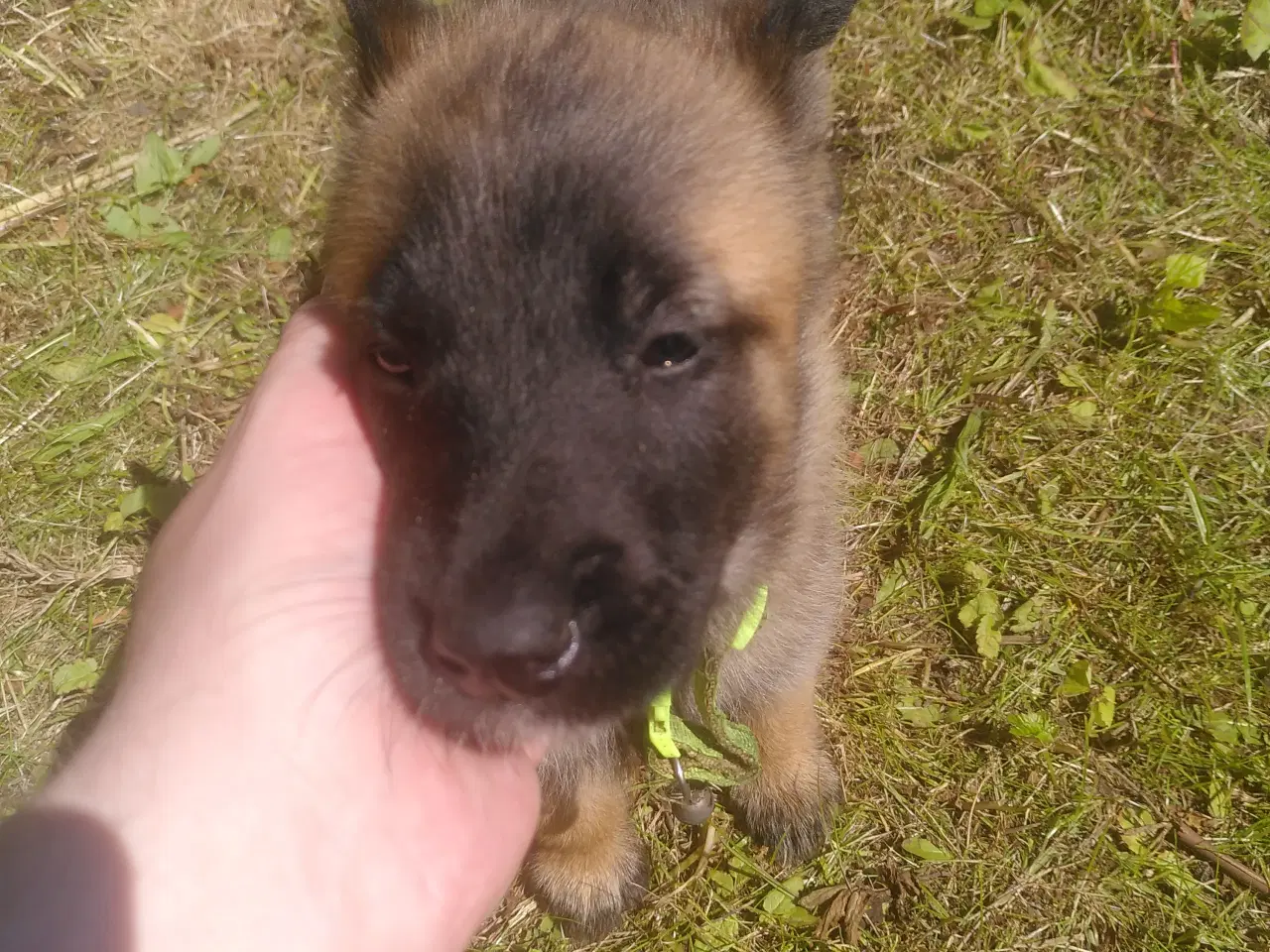 Billede 3 - Belgiske hyrdehvalpe til salg – Malinois x Tervuer