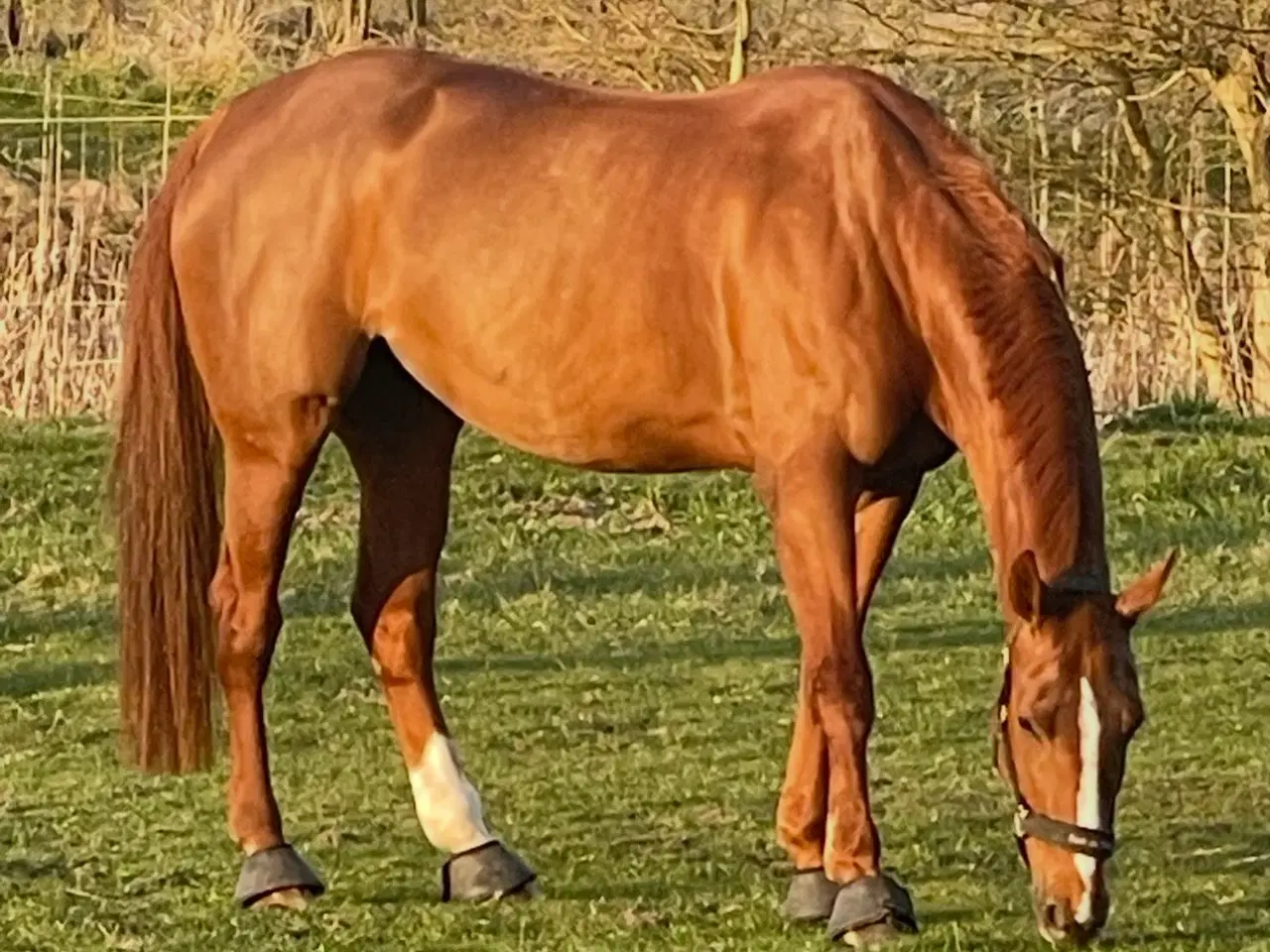 Billede 2 - Smuk DV hoppe sælges