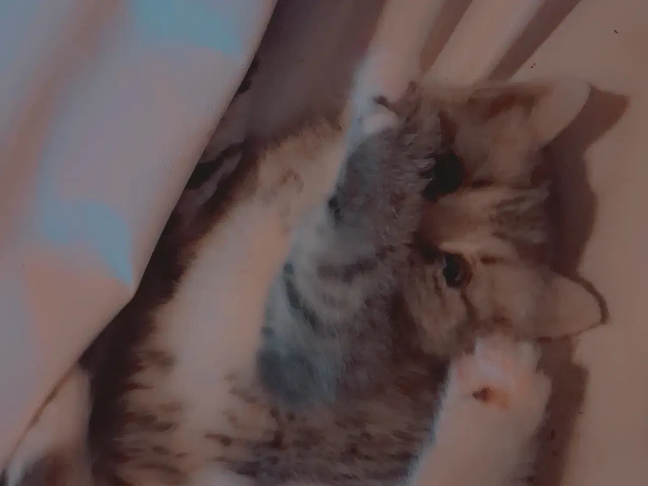 Billede 5 - Minikat.