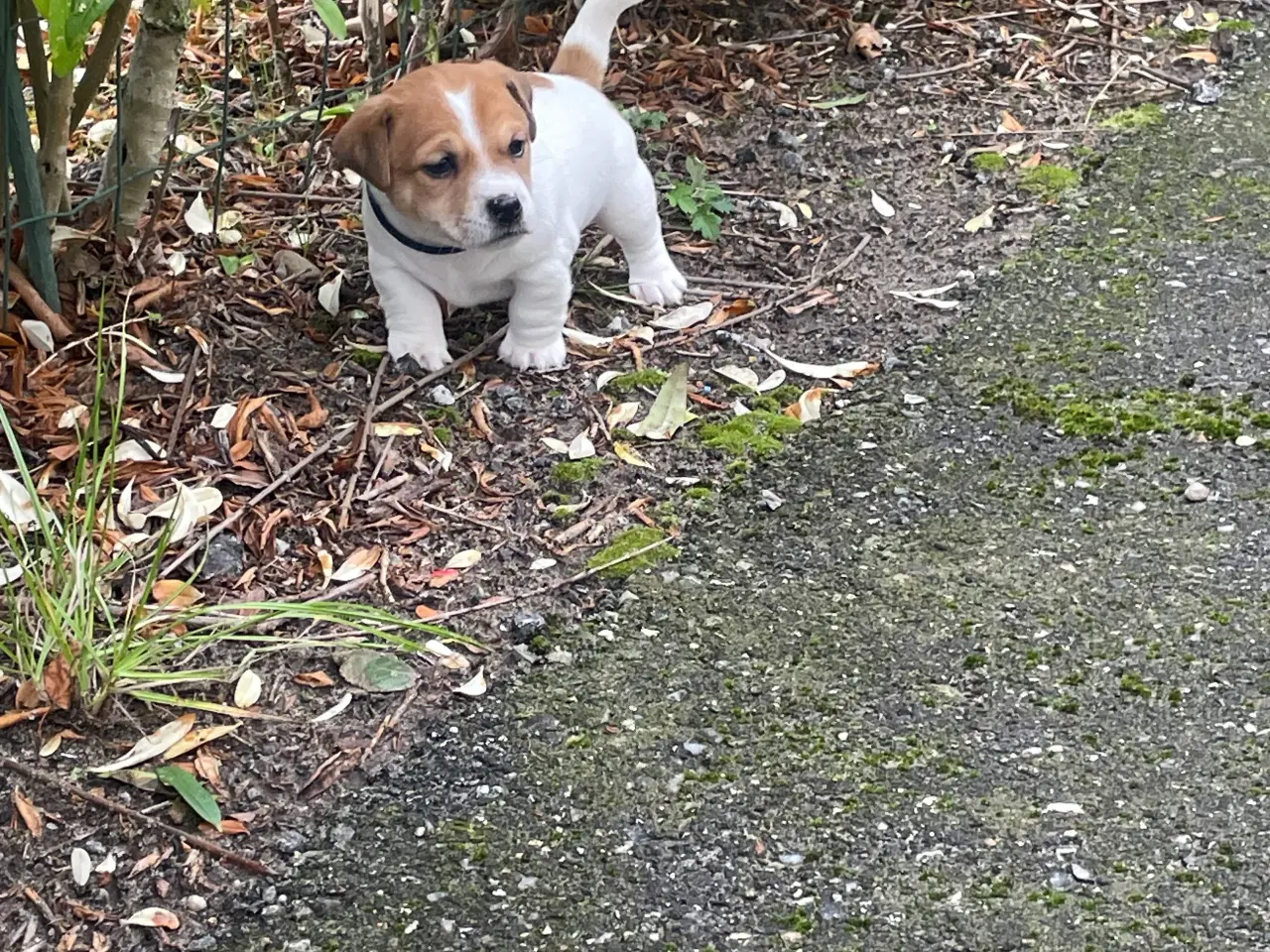 Billede 4 - Jack Russell Terrier hvalpe