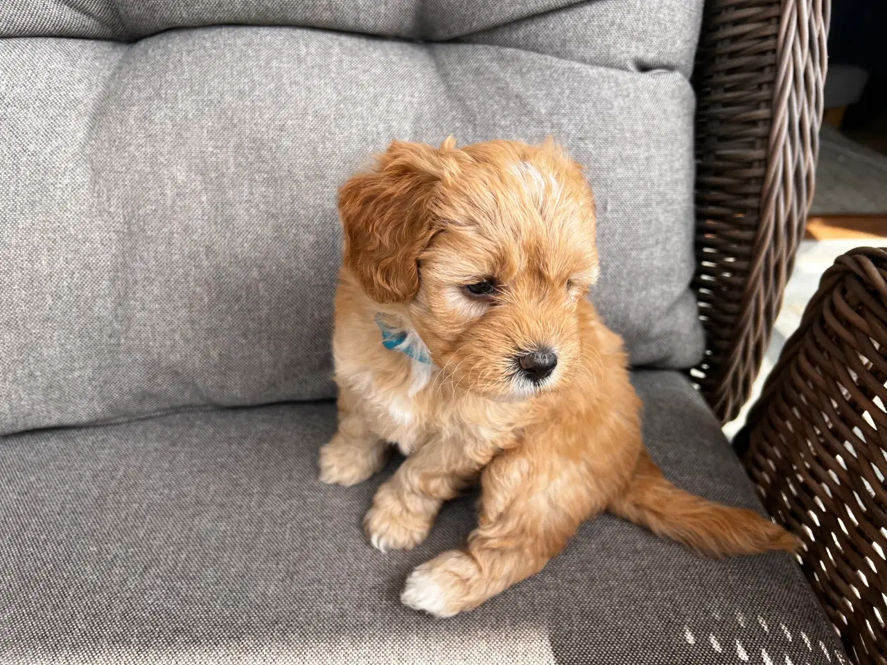Billede 1 - Maltipoo hvalpe