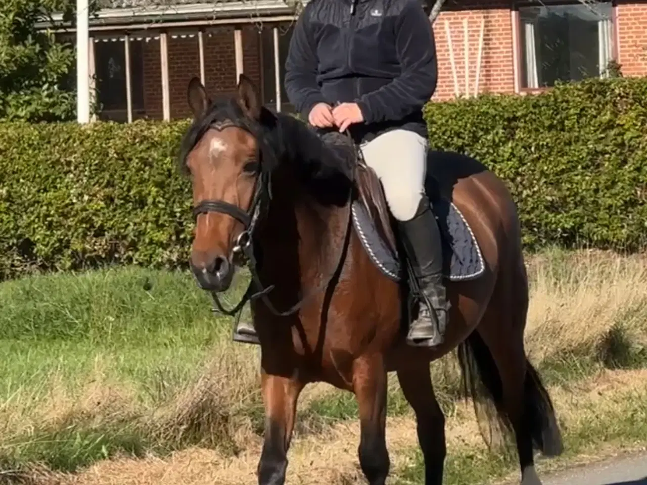 Billede 2 - Sød pony