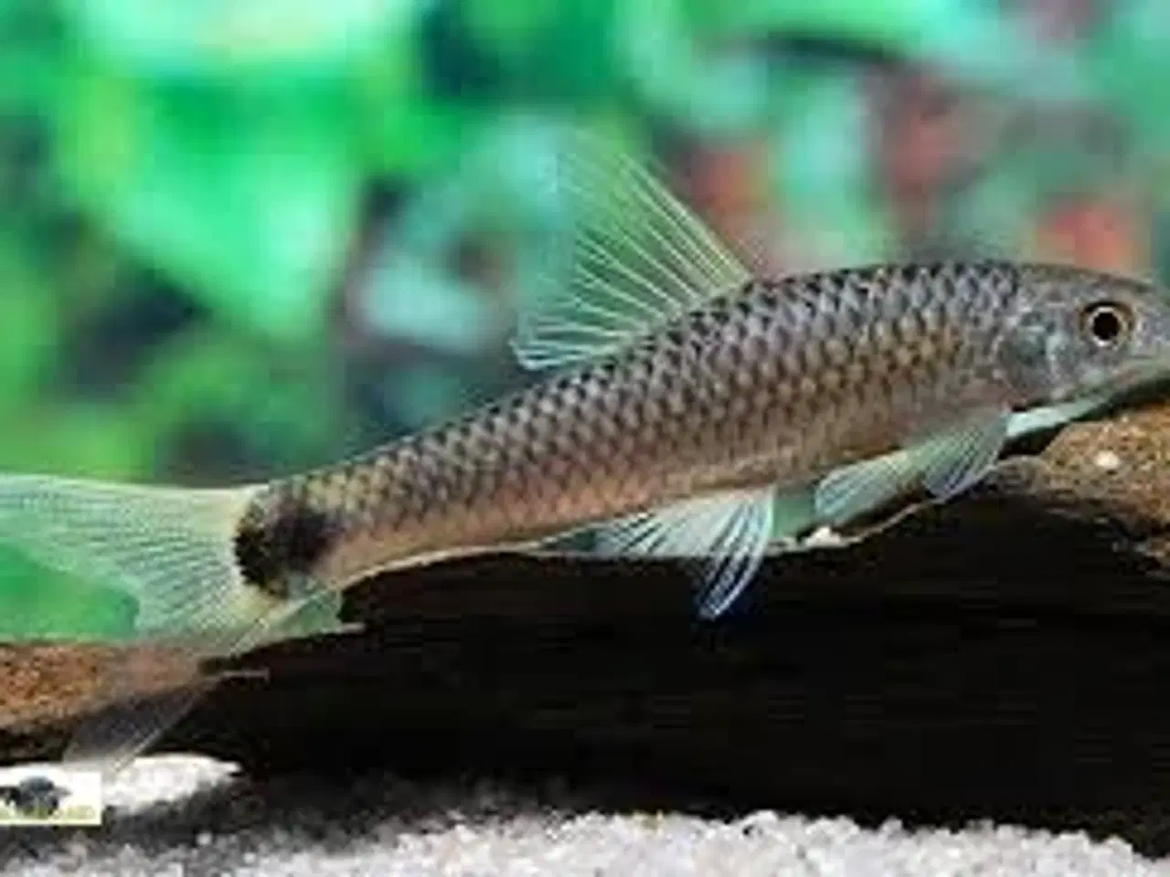 Billede 1 - Flying fox bortgives