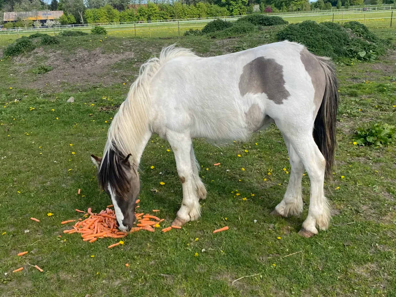 Billede 2 - Hingste plage 
