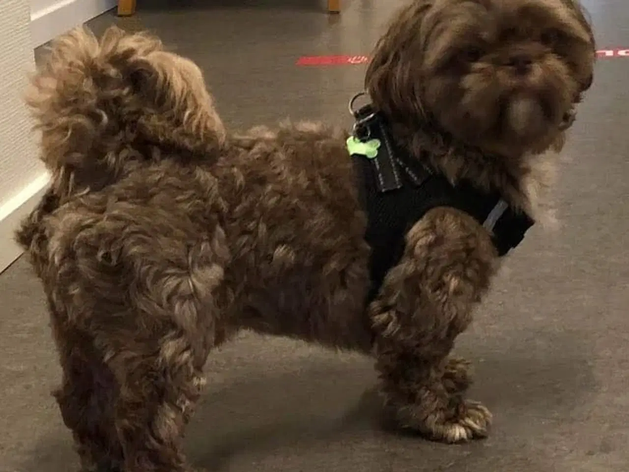 Billede 12 - Shih Tzu hvalpe sælges