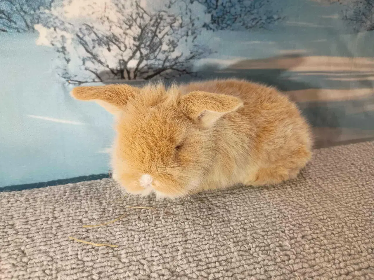 Billede 6 - Minilop dreng, dværg kanin han ung