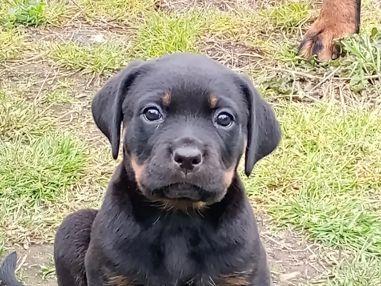 Billede 9 - Rottweiler x Cane Corso 12,5% 