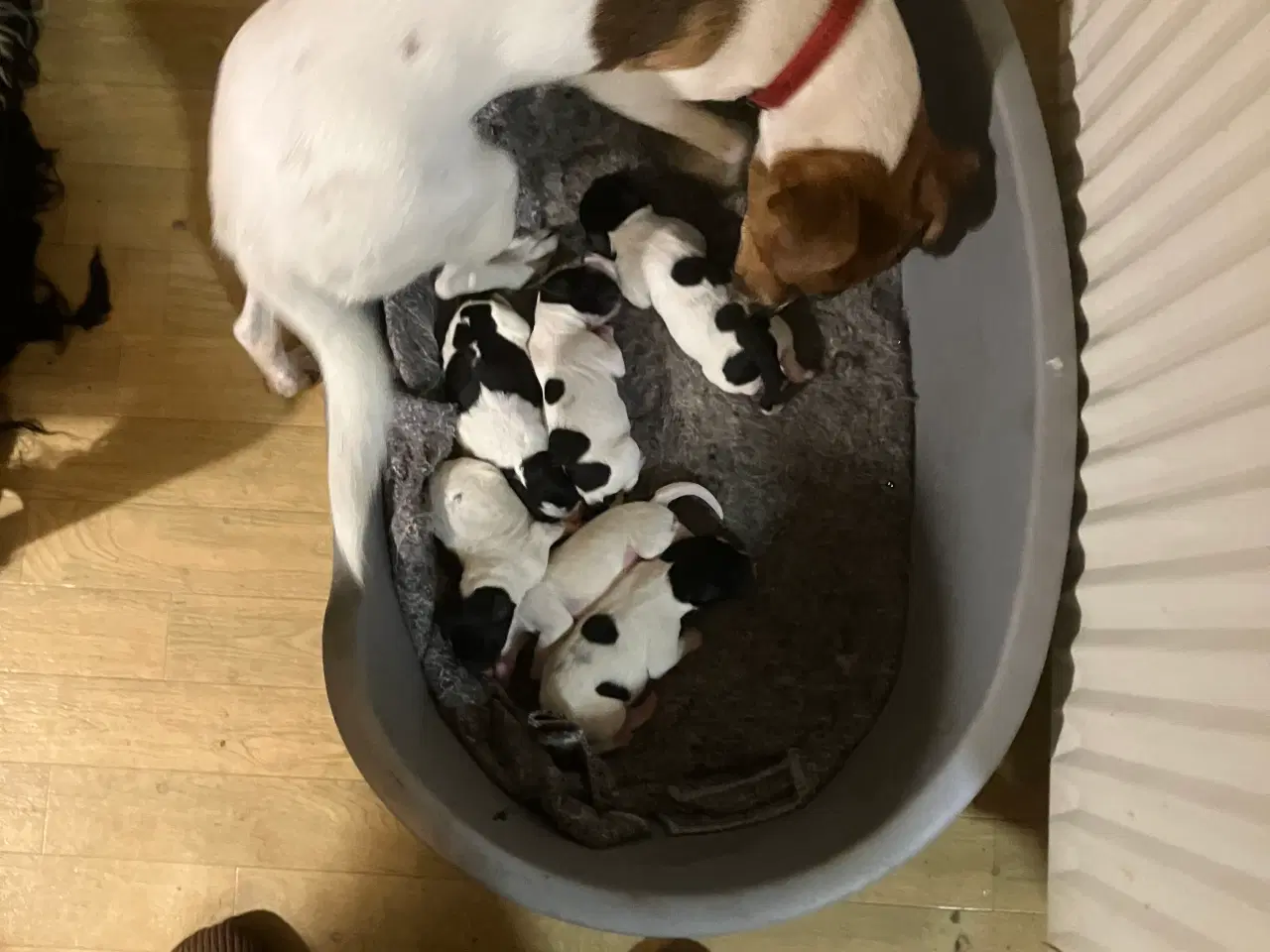 Billede 6 - Hunde Hvalpe sælges