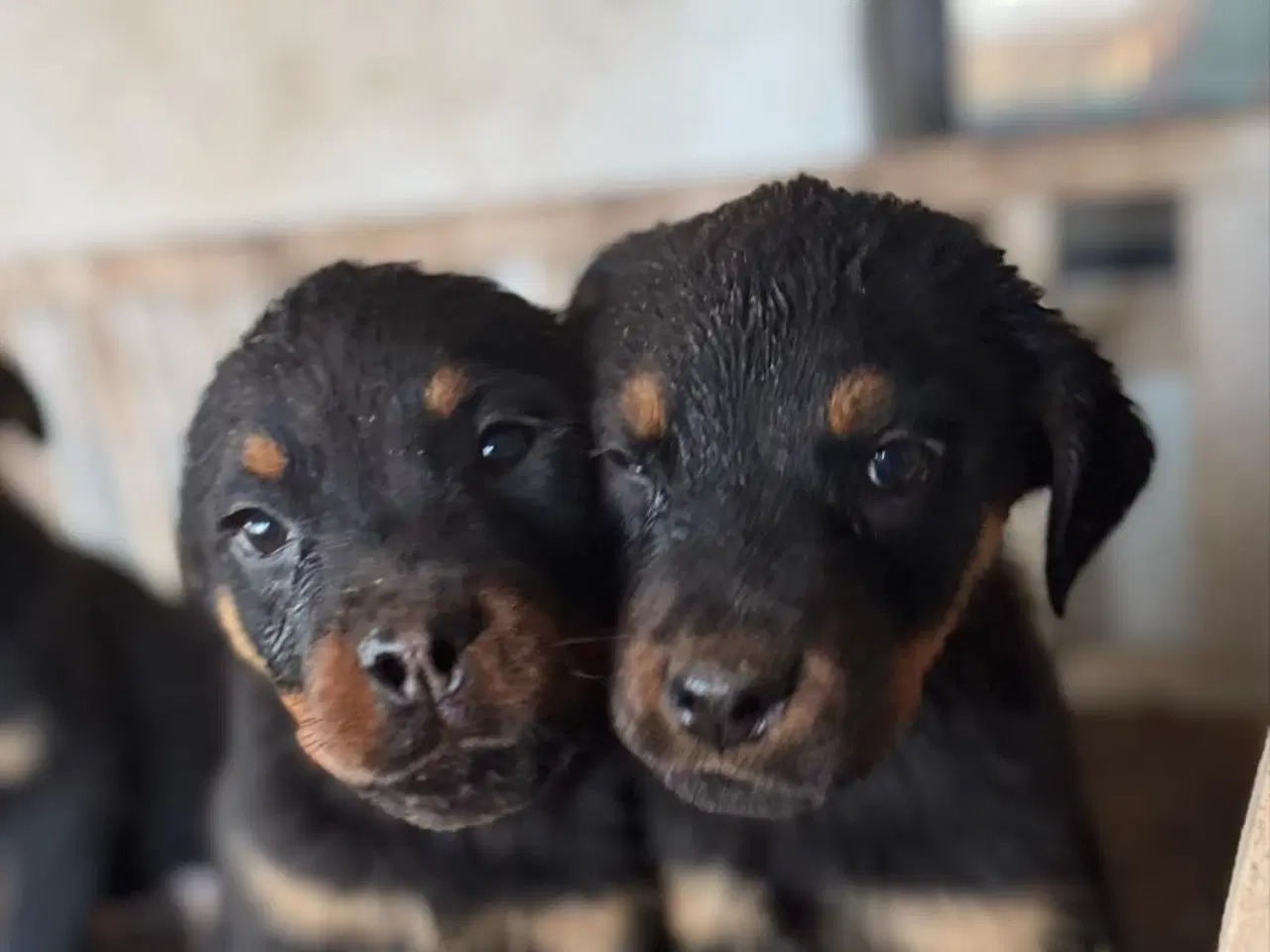 Billede 2 - De sødeste rotweiller hvalpe