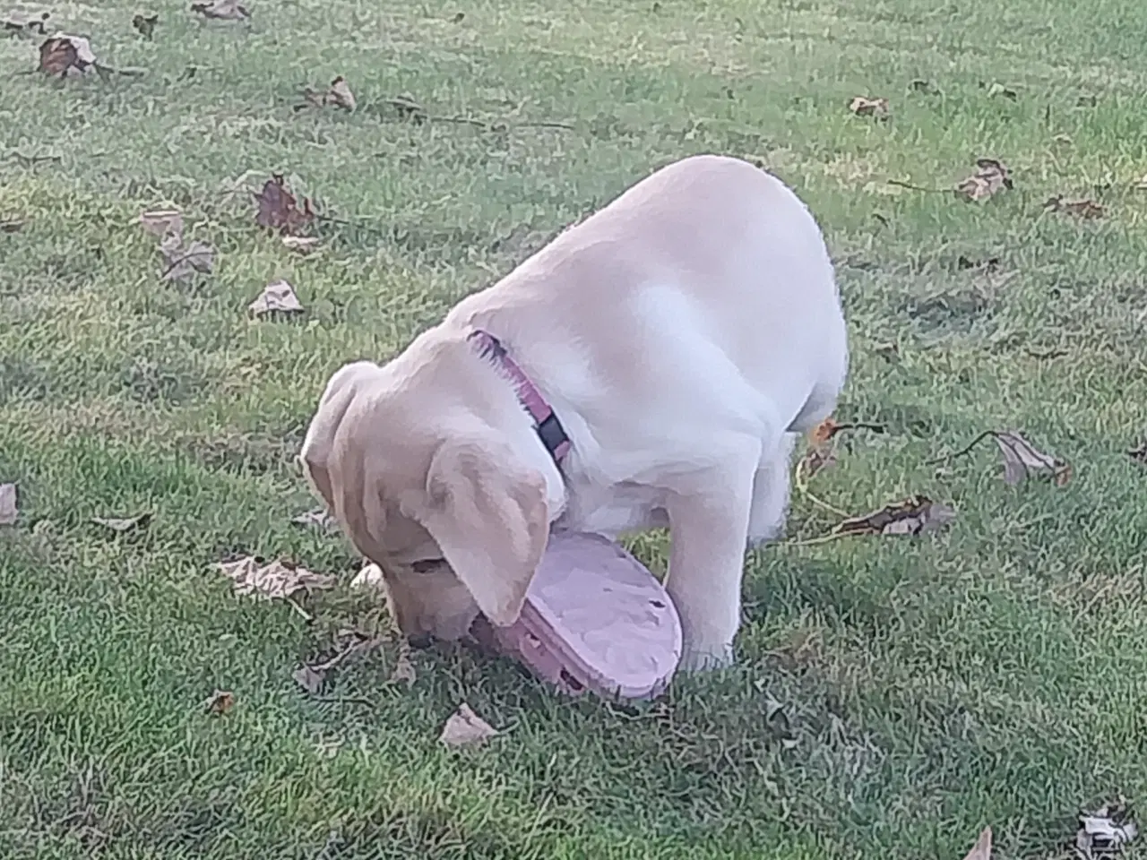 Billede 9 - Gule labrador hvalpe.