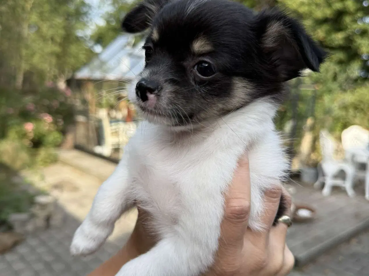 Billede 5 - Chihuahua hvalpe 