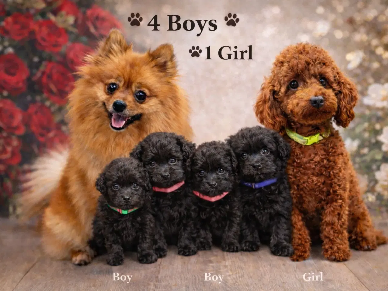 Billede 13 - 🐾 Skønne Pomapoo hvalpe søger deres forever homes