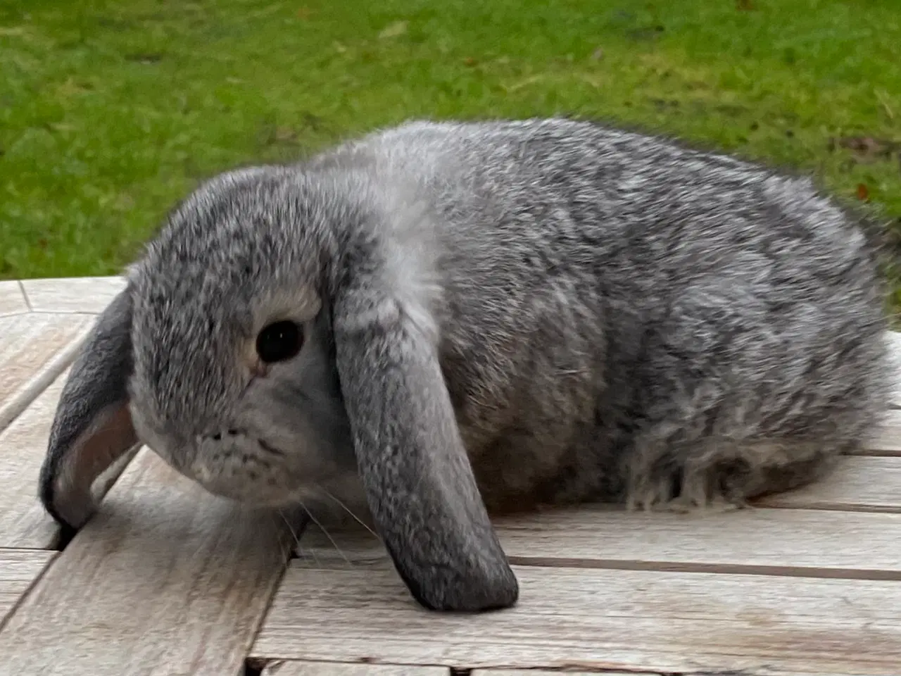 Billede 3 - FRANSK VÆDDER HAN CHINCHILLA