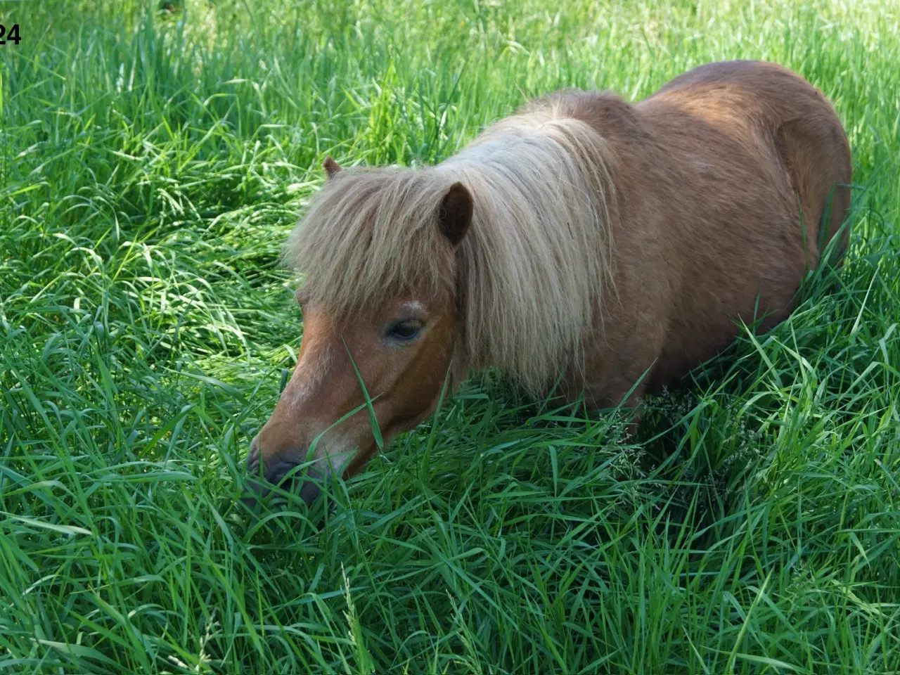 Billede 10 - Shetlænderen Betterøv