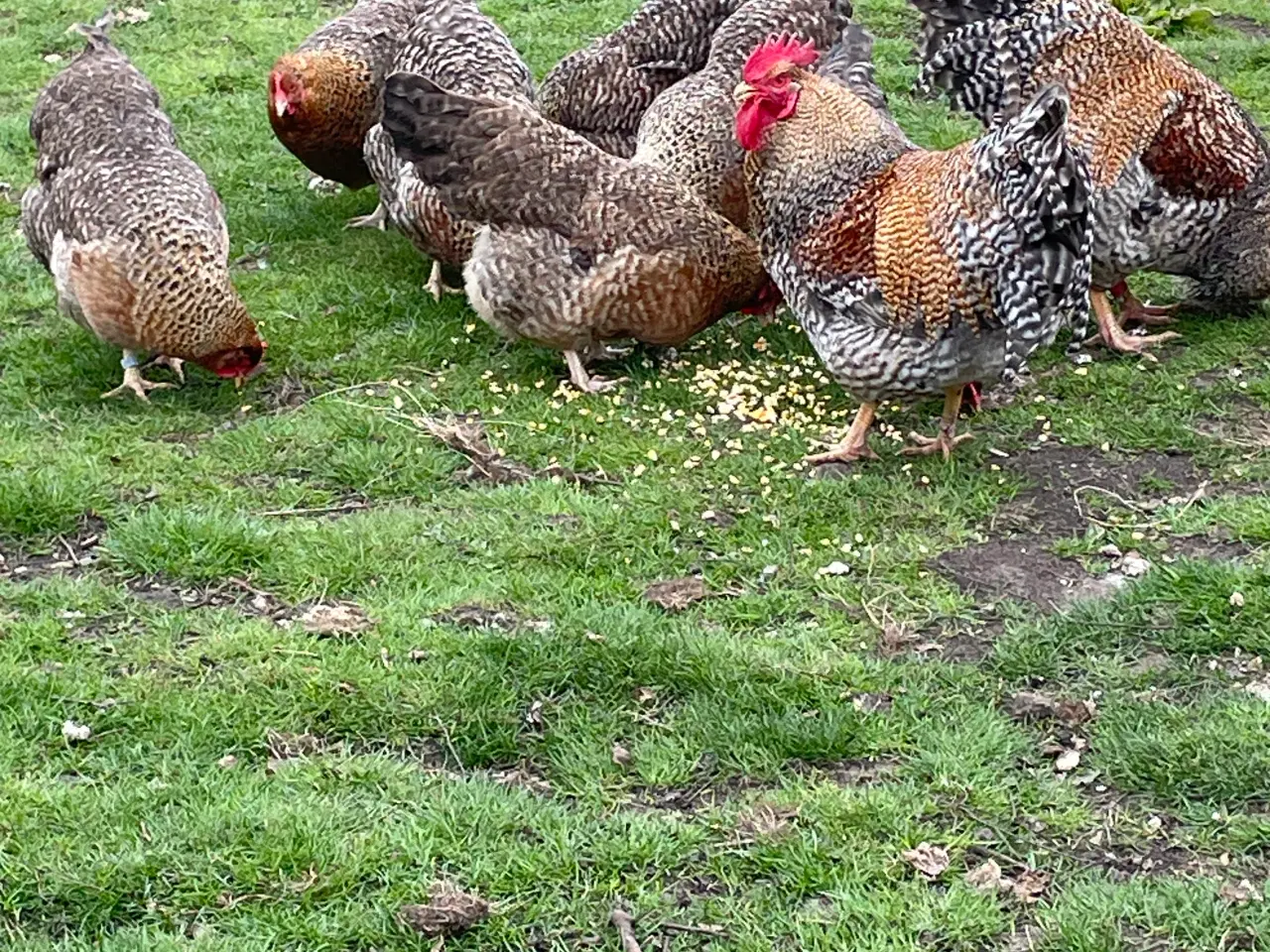 Billede 2 - Rugeæg i mange farver