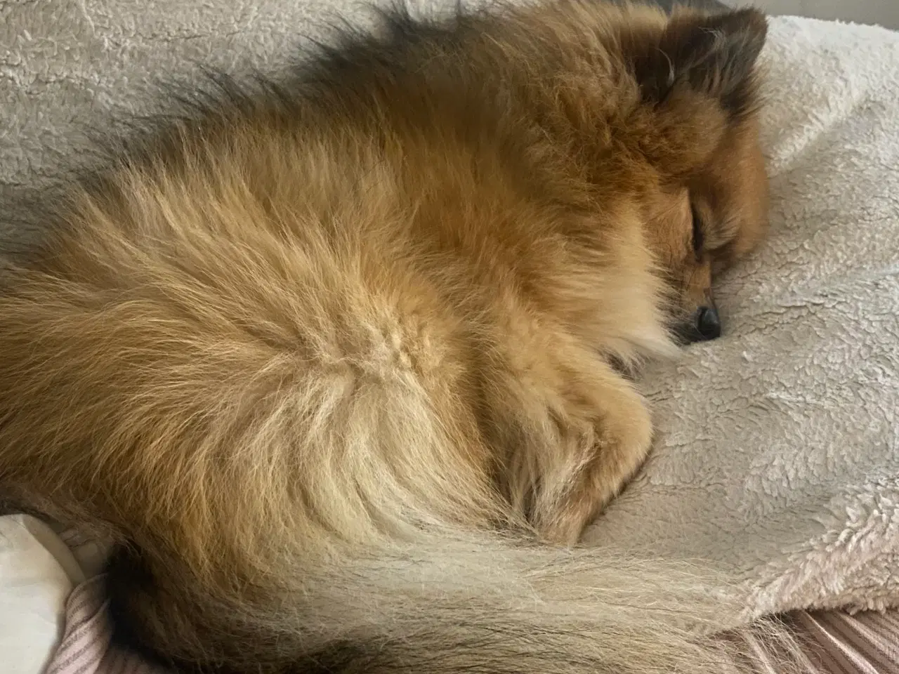 Billede 5 - Pomeranian