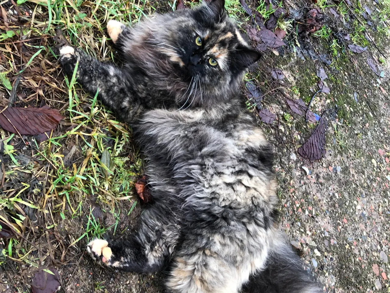 Billede 8 - Killinger fluffy