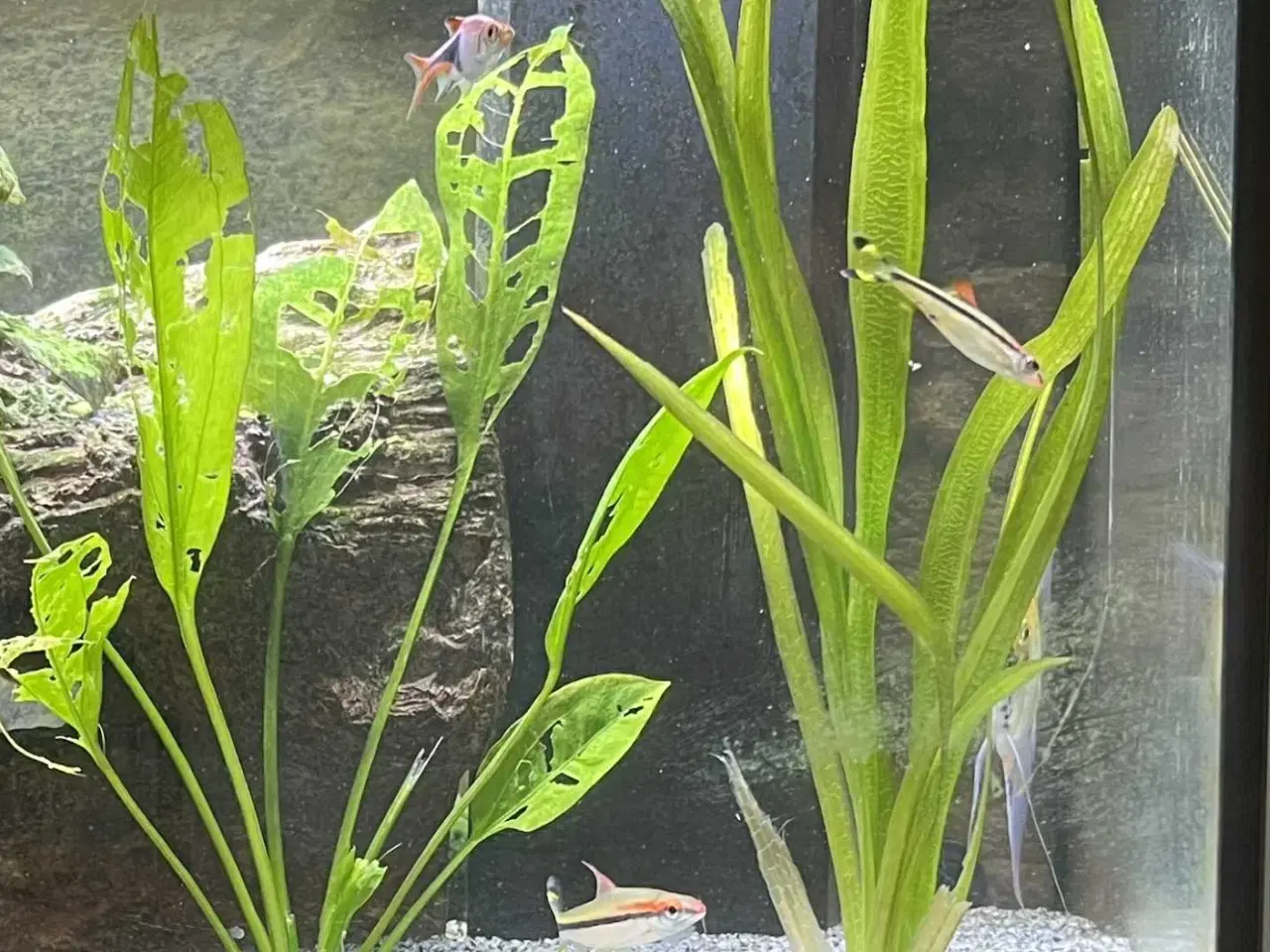 Billede 4 - Juwel akvarium Rio LED, 180 L