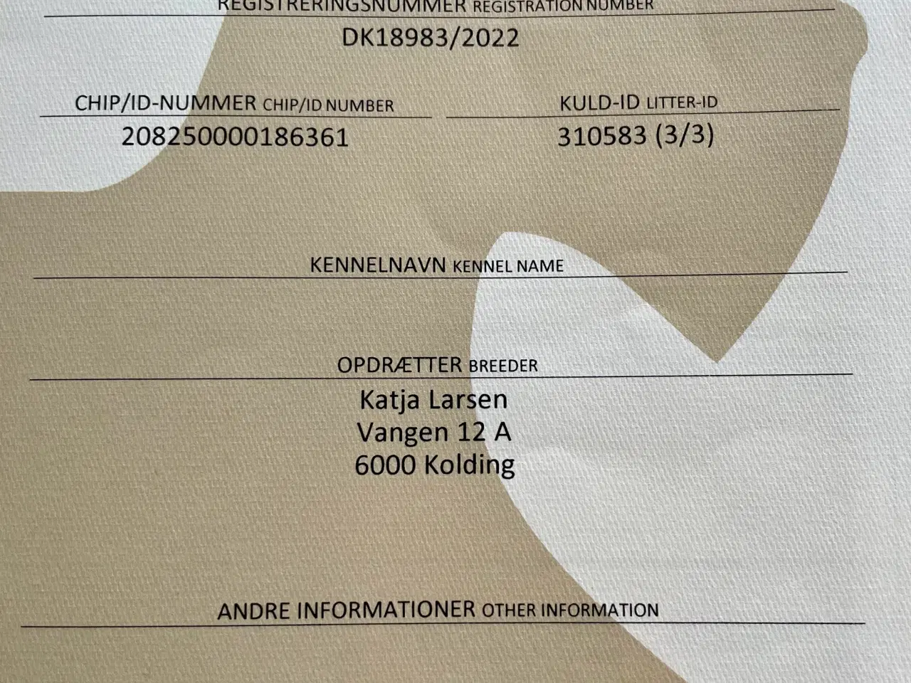 Billede 7 - Parring Bichon Havaneser 