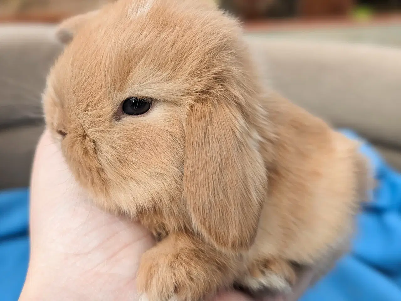 Billede 5 - Minilop kaninunge sælges